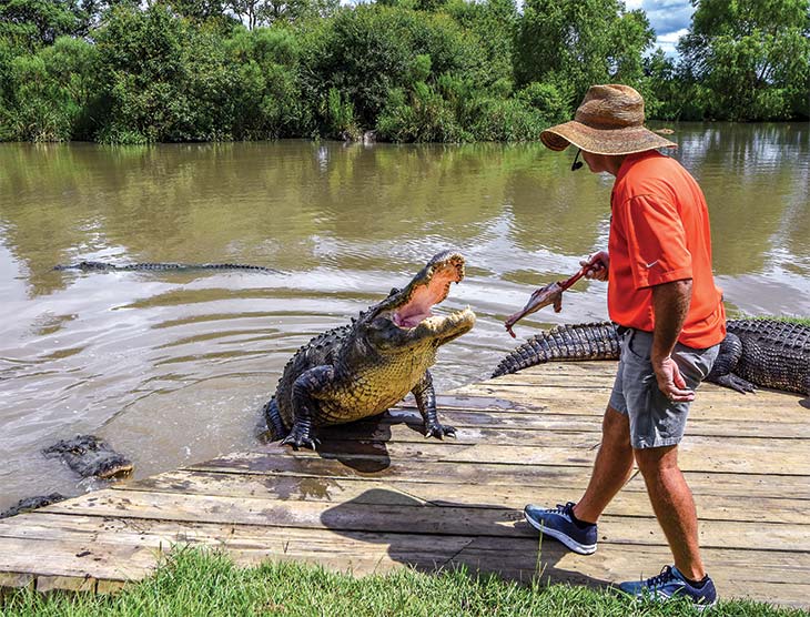 Moore feeds alligators