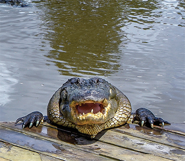Alligator on deck