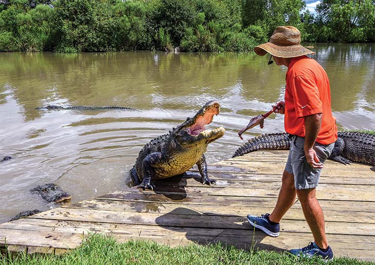 The Alligator Guy