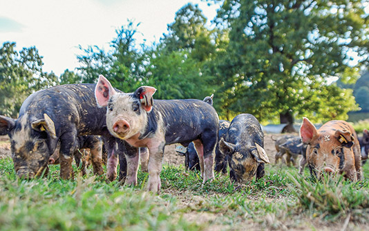 Berkshire and Tamworth breeds