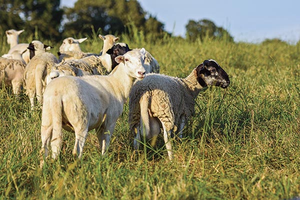 Katahdin and Dorper sheep