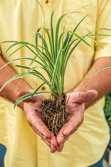 Jon holds Iiriope plant