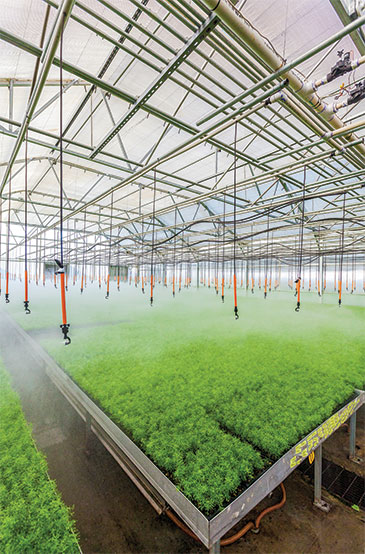 Irrigation in greenhouse