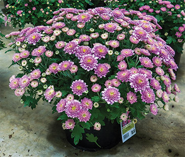 Pink mums