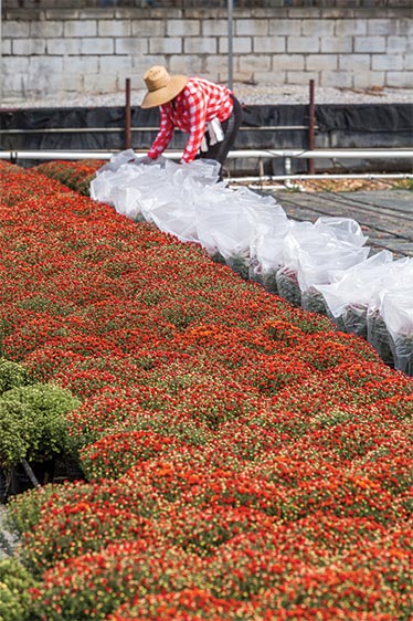 Worker bagging plants