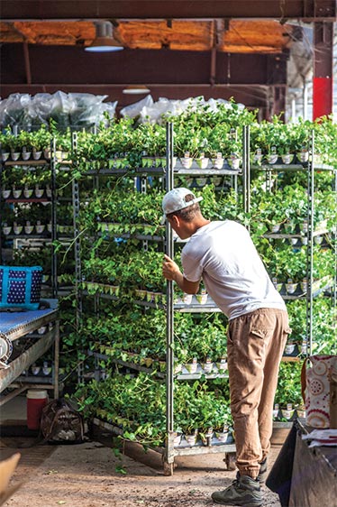 Worker pushes cart of plants