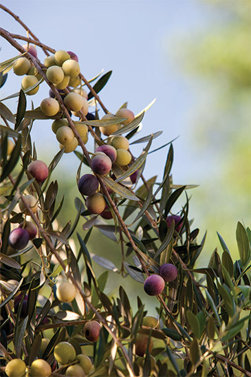 Olives on branch