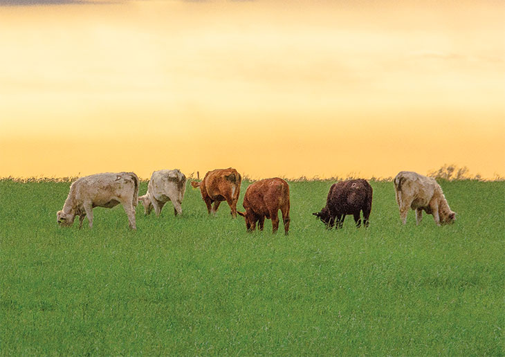 Cows grazing