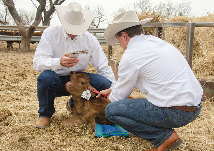 Cody and Chad Halfmann scan a calf’s ear tag to access its health records. 