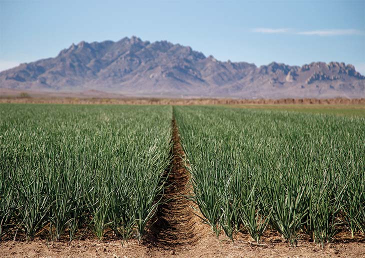 Field of young onions