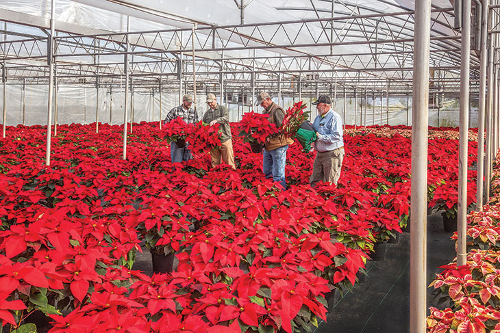 Greenhouse with poinsettias