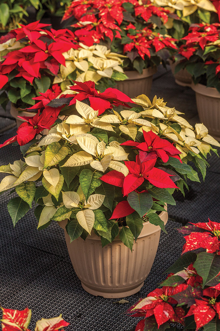 Poinsettia