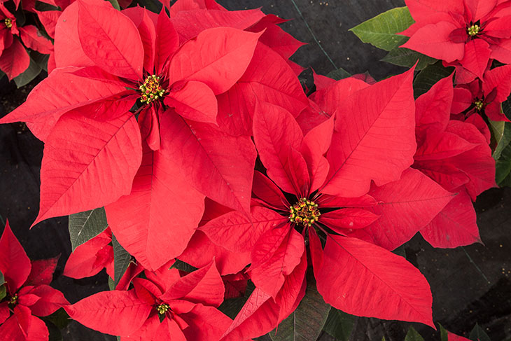 Poinsettia