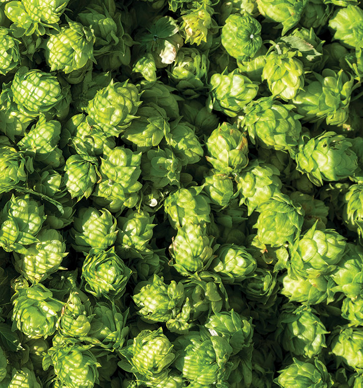 Harvested hops