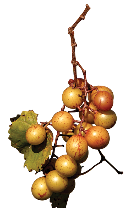 Muscadine vine