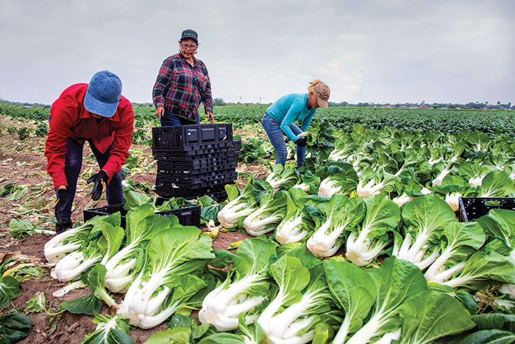 Workers hand-harvest bok choy