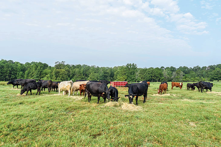 Cattle grazing