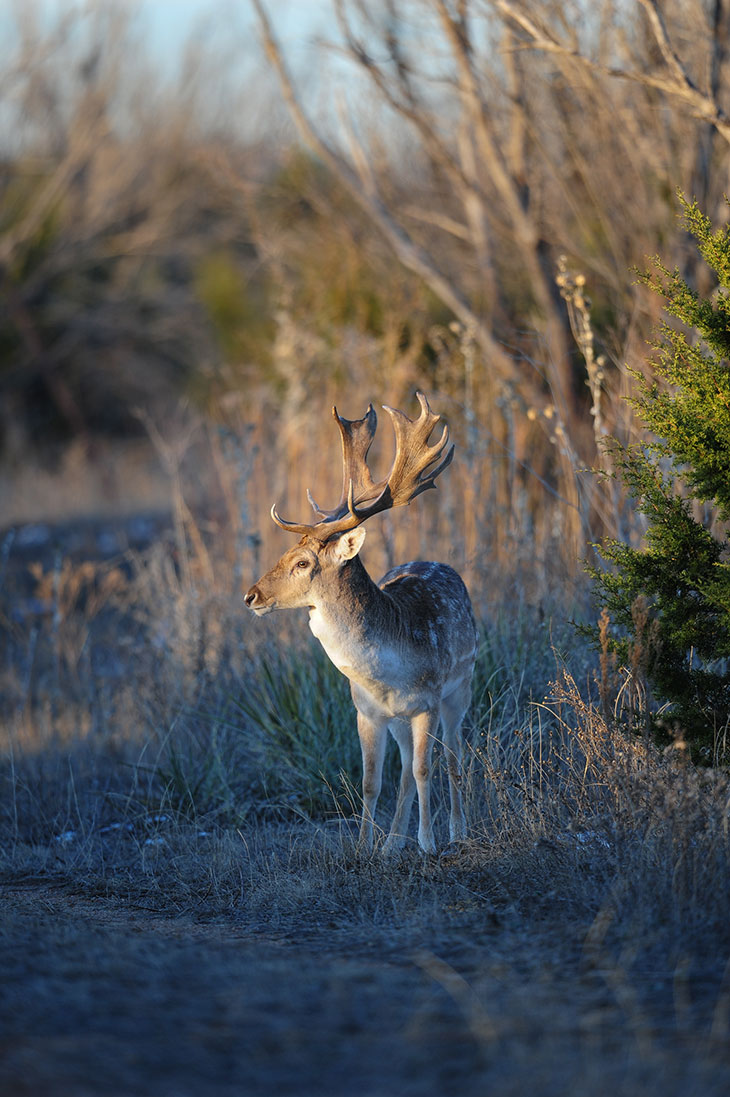 Fallow deer