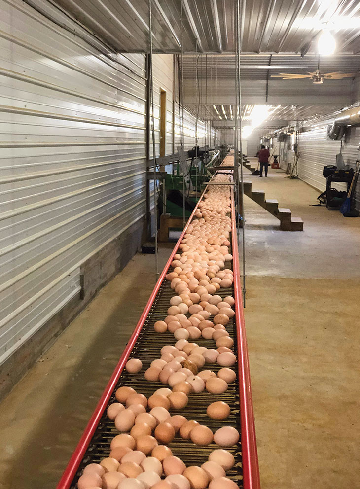 Eggs on a conveyor