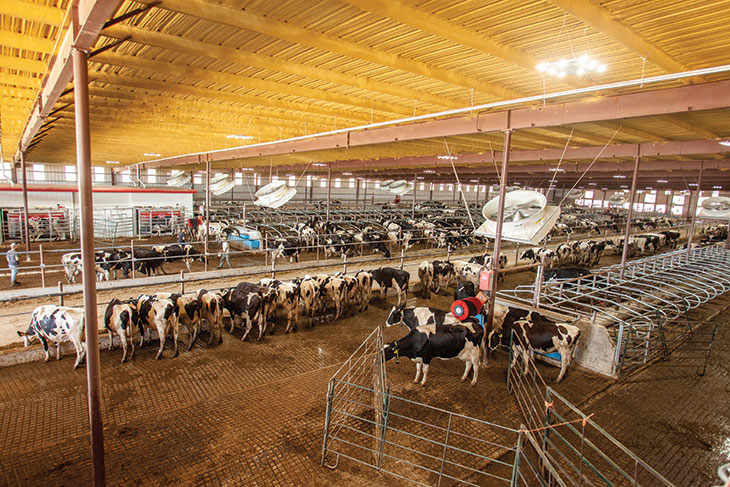 Dairy barn and herd