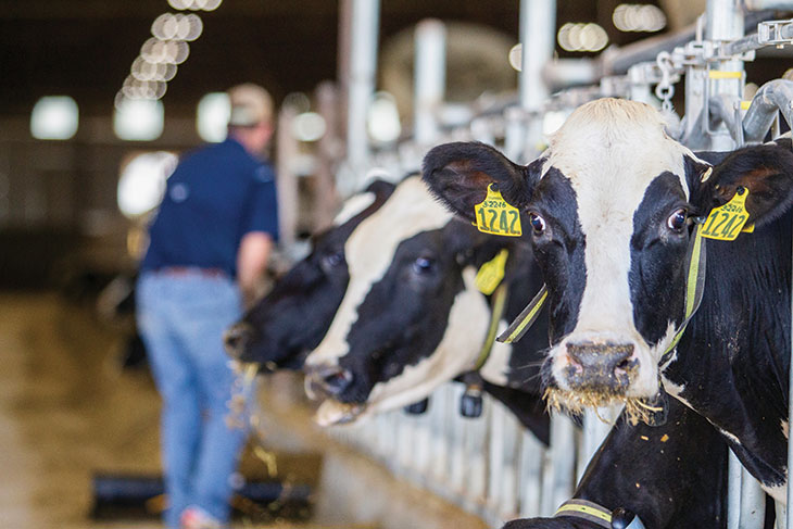 Dairy cows wearing collars