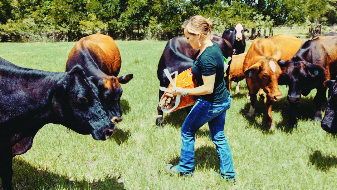 Feeding cows in field