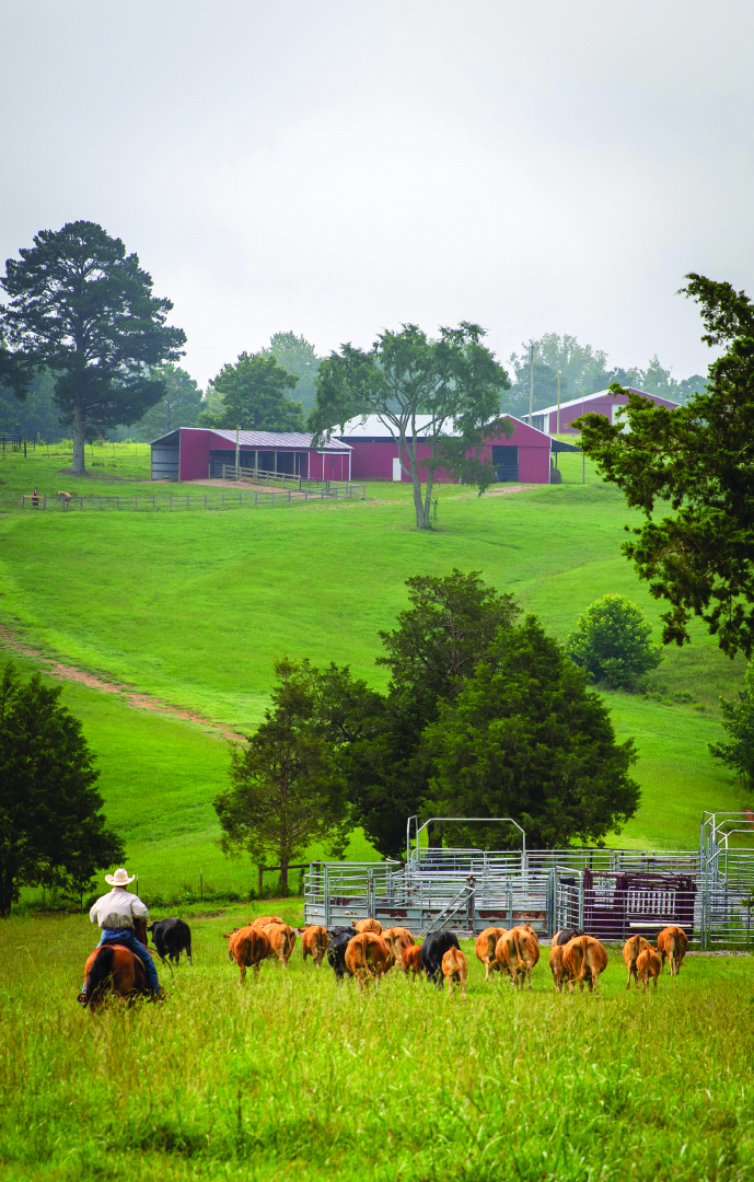 Herding cattle