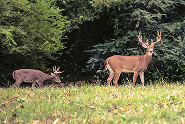 Two trophy deer in the preserve