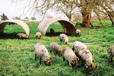 Heritage-breed hogs