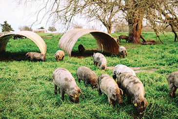 Heritage-breed hogs