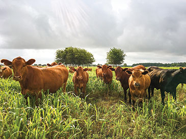Red Angus cow-calf herd grazes