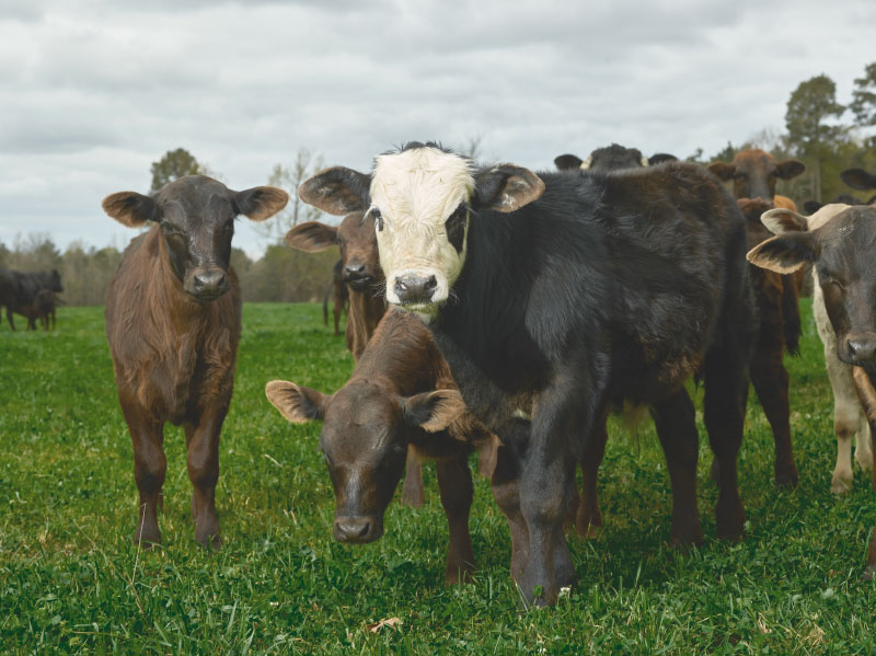 Calves