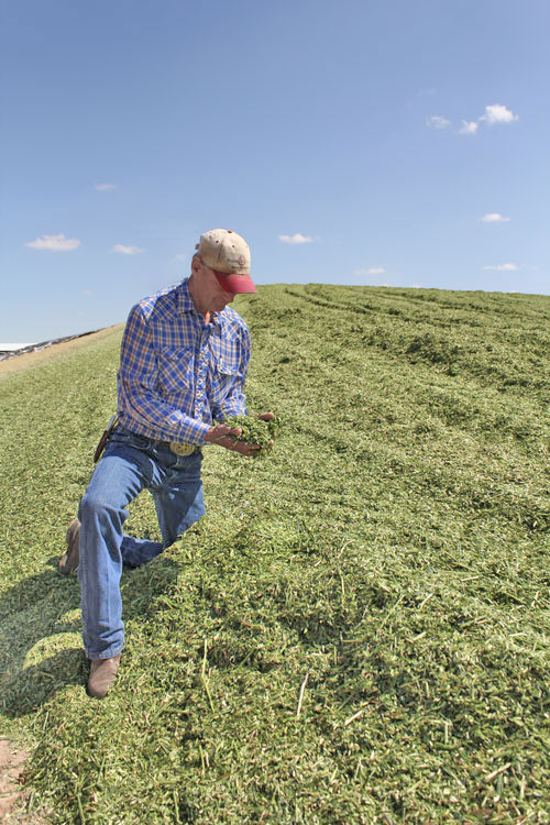 Inspecting corn silage