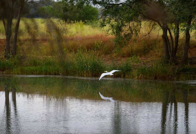 Egret flying