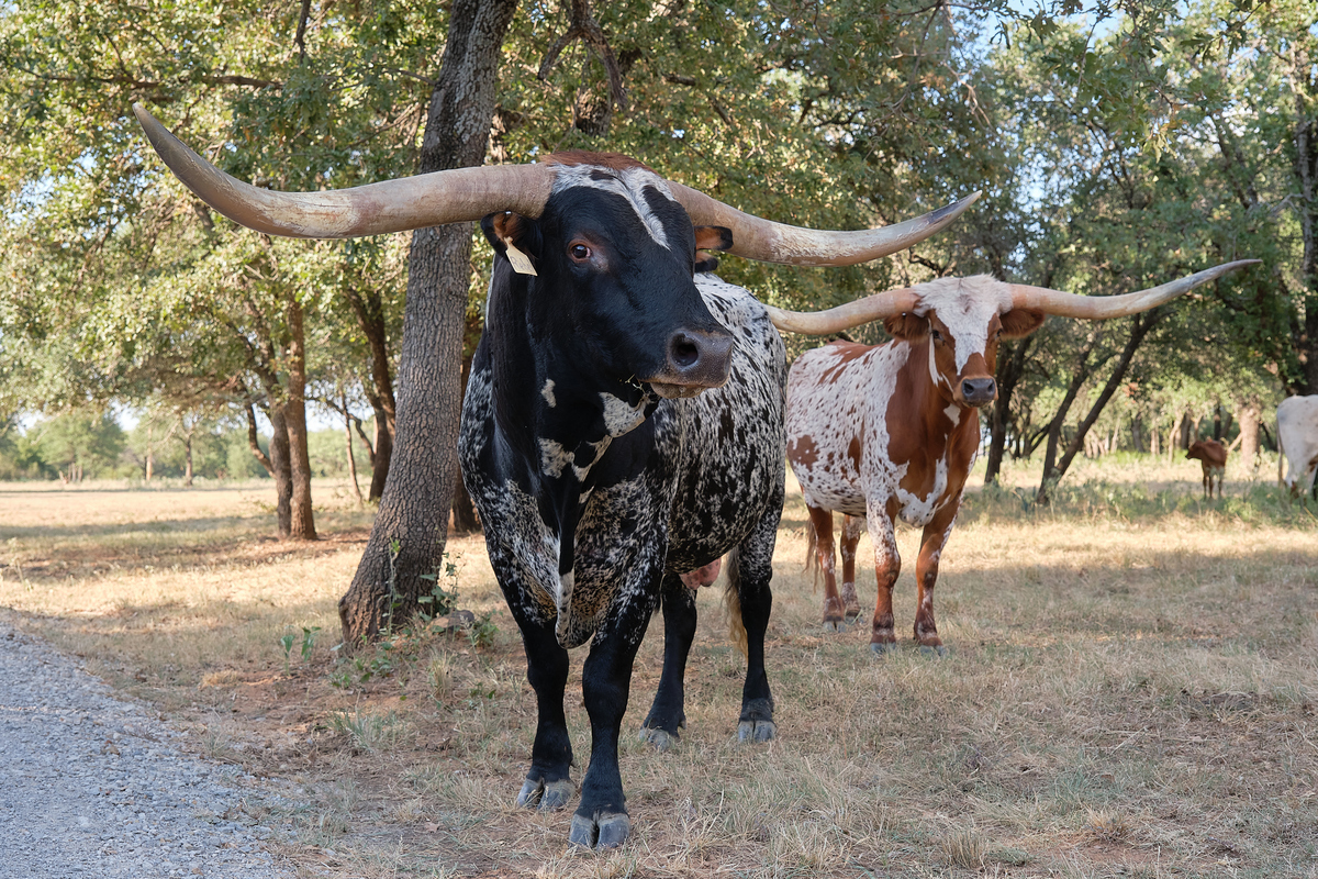 Whitlock Longhorns