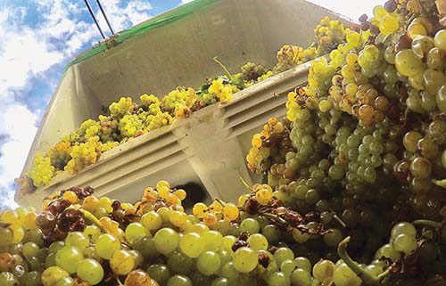 photo of muscat grapes being loaded into an elevator en route to the crusher and destemmer at Noisy Water Winery