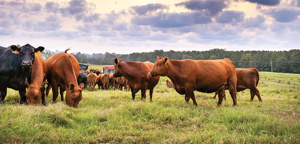 photo of the Vowell family heifers