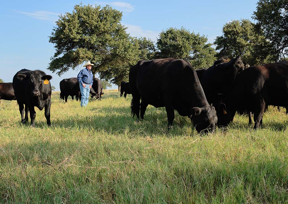 Bob Tallman surveys his Black Angus cow herd
