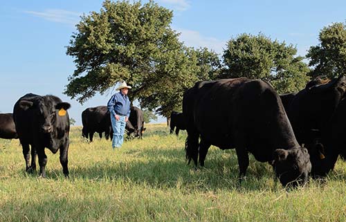 Bob Tallman surveying his Black Angus cow herd