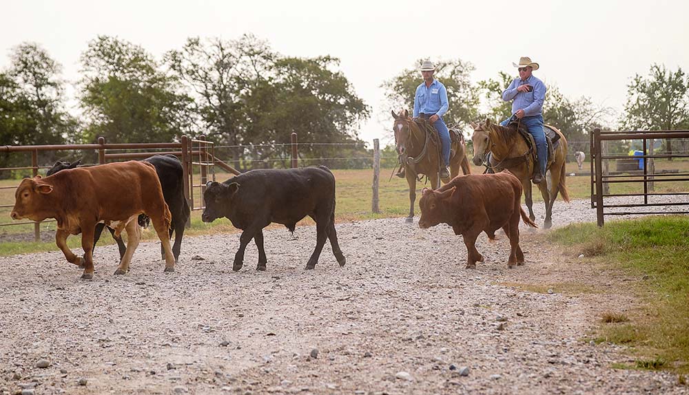 photo of Jake Miles and Brad Fritsch gathering cattle