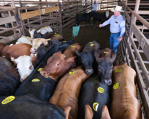 photo of Brad Fritsch grouping calves