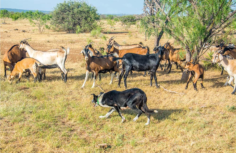 Border collie herding goats