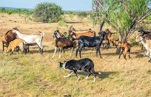 Border collie herding goats