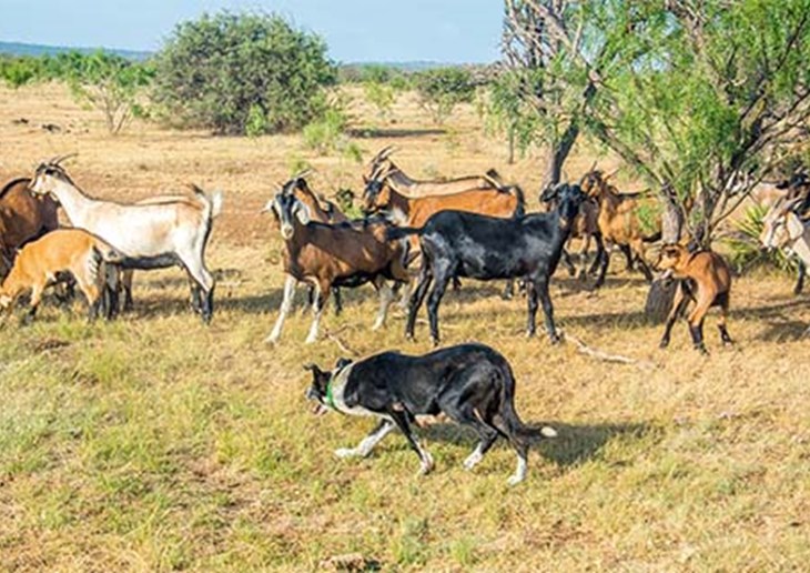 Border collie herding goats