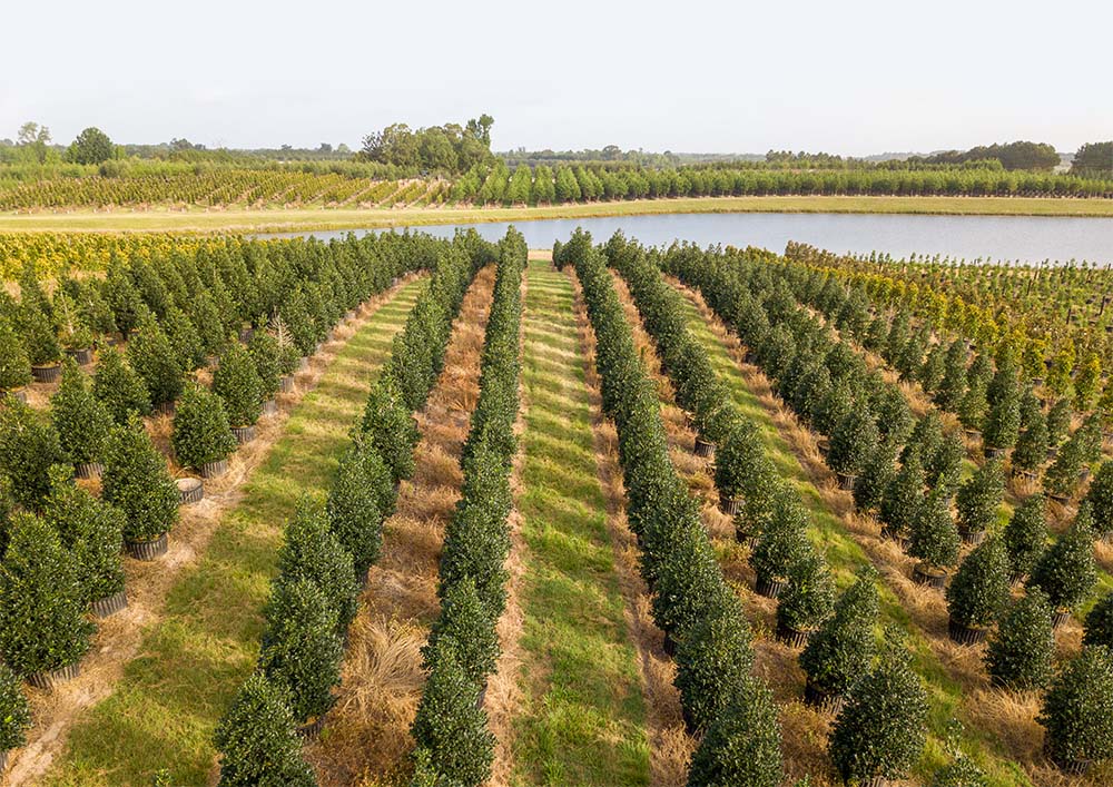 Twin Lakes Nursery trees