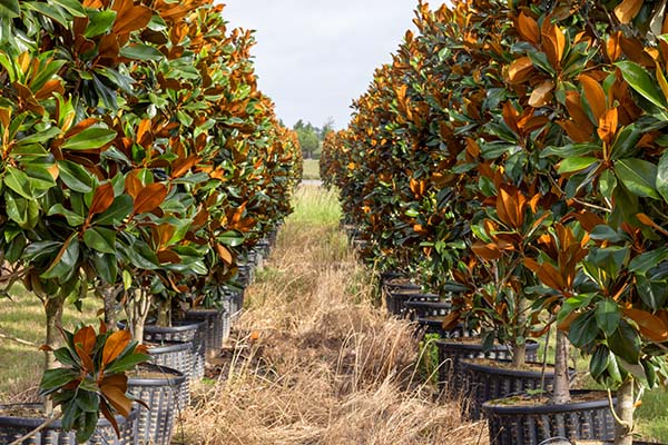 Magnolia trees at Twin Lakes Nursery