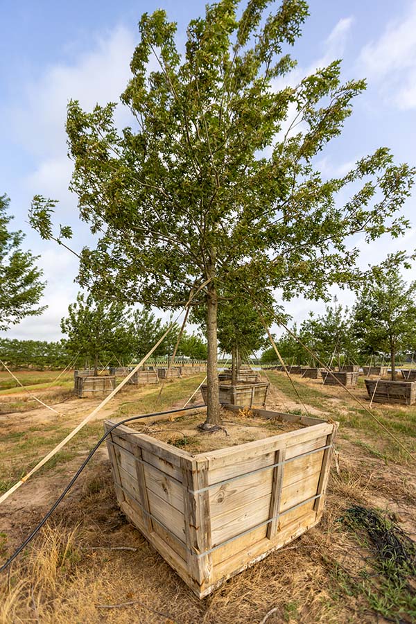 Large shumard oak tree in wooden box