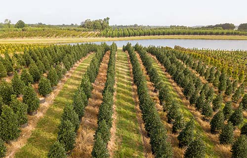 Twin Lakes Nursery trees