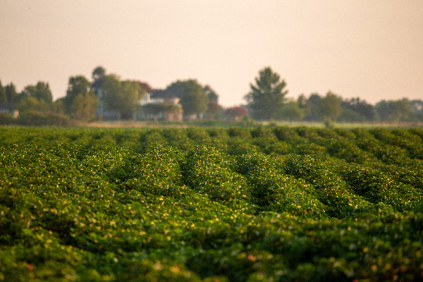 Oliver farms cotton field