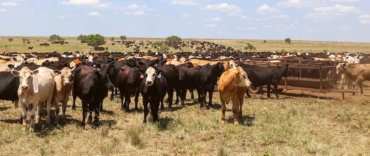 Stocker cattle gather near the mobile water trough